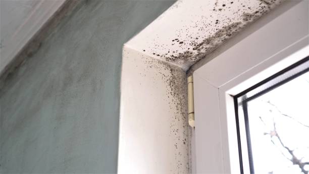 Best Basement Mold Remediation in Ocilla, GA