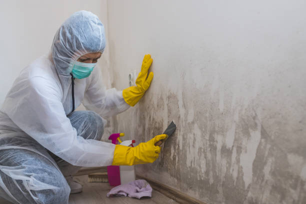 Best Attic Mold Remediation in Ocilla, GA