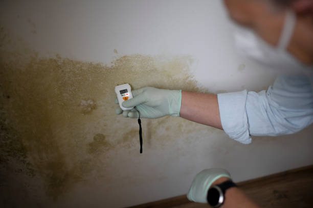 Best Commercial Mold Remediation in Ocilla, GA