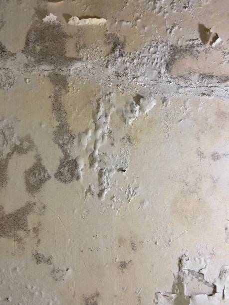 Best Insurance-Related Mold Remediation in Ocilla, GA