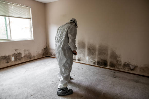 Best Kitchen Mold Remediation in Ocilla, GA