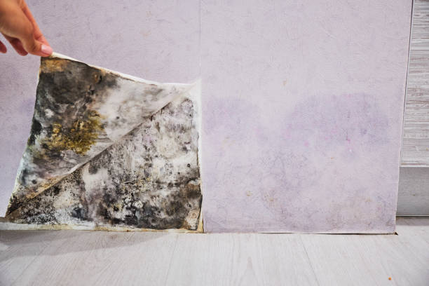 Best Bathroom Mold Remediation in Ocilla, GA